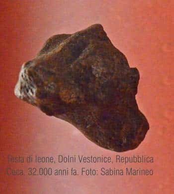 testina di leoni, Dolni Vestonice, Repubblica Ceca. 32.000 anni fa. foto - sabina marineo