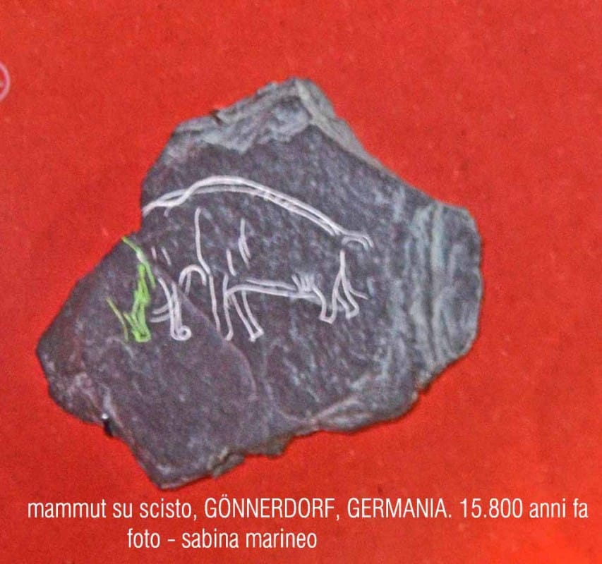 mammut su scisto, Gönnersdorf, Germania. 15.800 anni fa. foto - sabina marineo