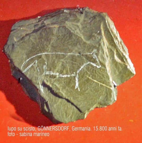 lupo su scisto, Gönnersdorf, Germania. 15.800 anni fa. foto - sabina marineo