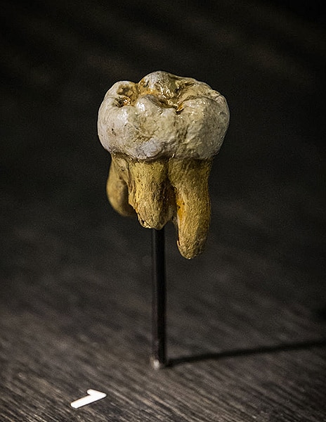 Replica del dente dell'Uomo di Denisova scoperto nella grotta omonima nel 2000. Museo di Scienze Naturali di Bruxelles. Foto: Thilo Parg CC-BY-SA 3.0